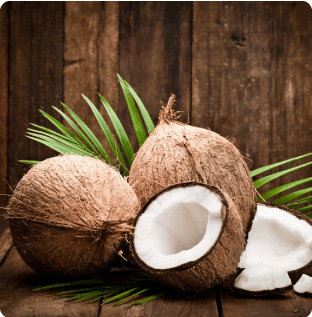 Supplier Coconut Surabaya Elvatara-indo